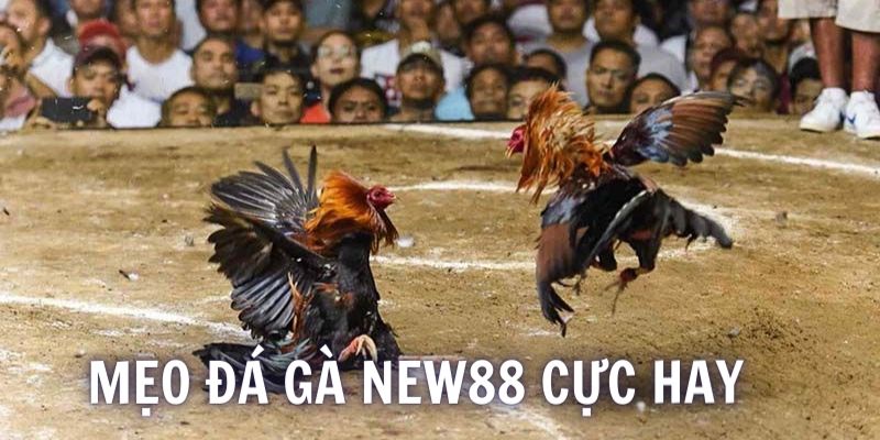 Bật mí một vài mẹo đá gà NEW88 được nhiều cược thủ áp dụng nhất