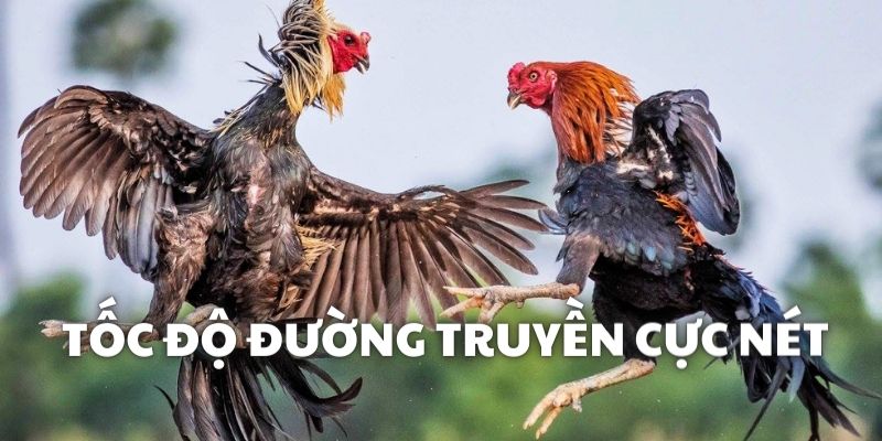 Tốc độ tải, truy cập xem trận đấu cực nhanh 