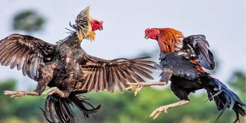 Kèo đặt cược tung ra đa dạng tăng phấn khích