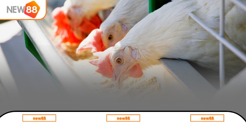 Danh sách thực phẩm chính cần thiết cho gà đá